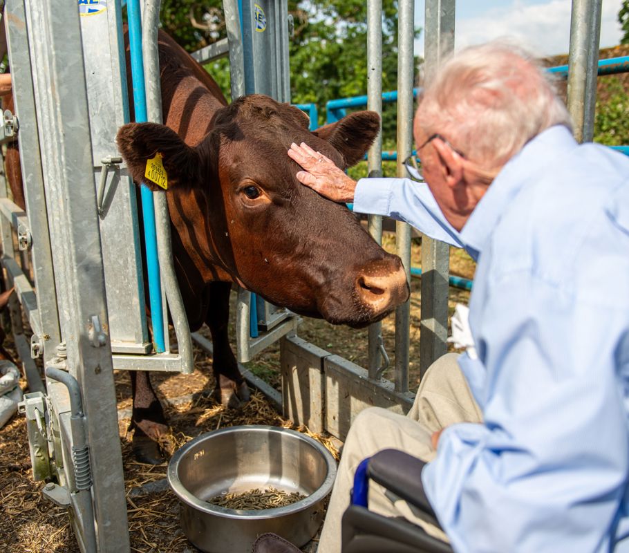 Client petting a cow
